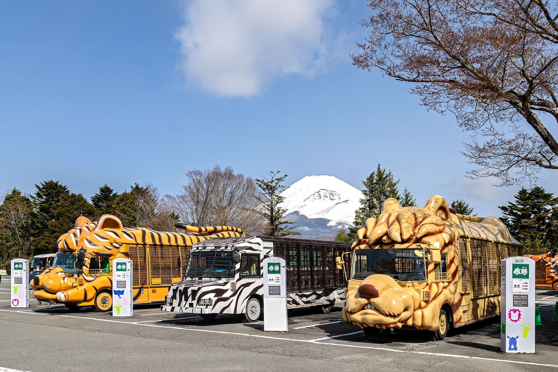 バスで巡ることも可能。中央がスーパージャングルバス、その左右がジャングルバス。園内は各所から雄大な富士山を望むことができる