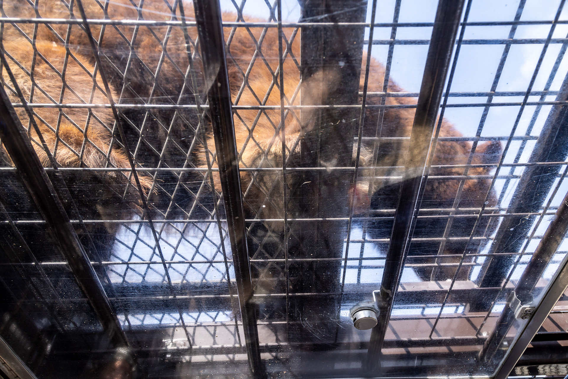 アメリカグマが頭上に！