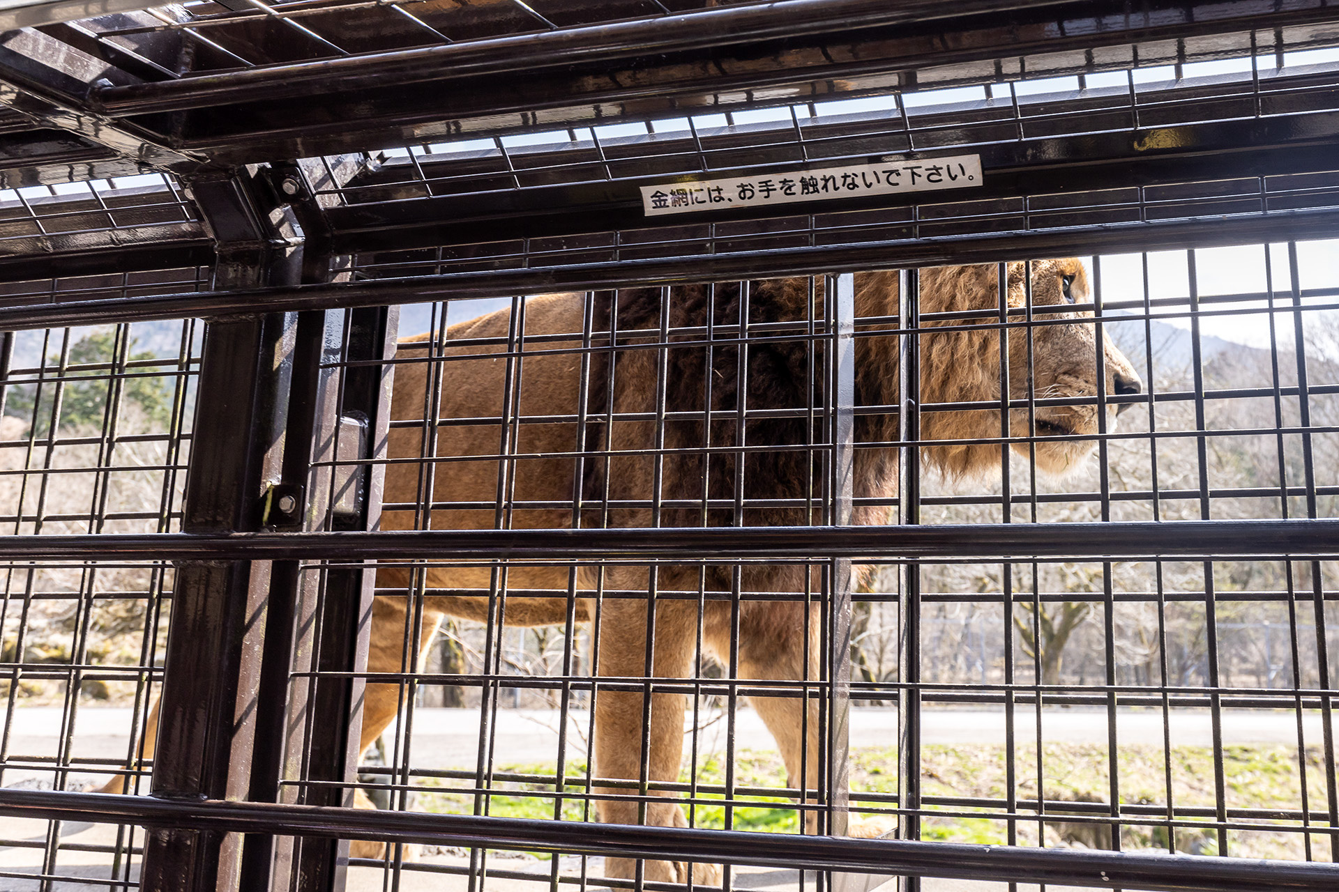 手が届くところにライオンが迫る