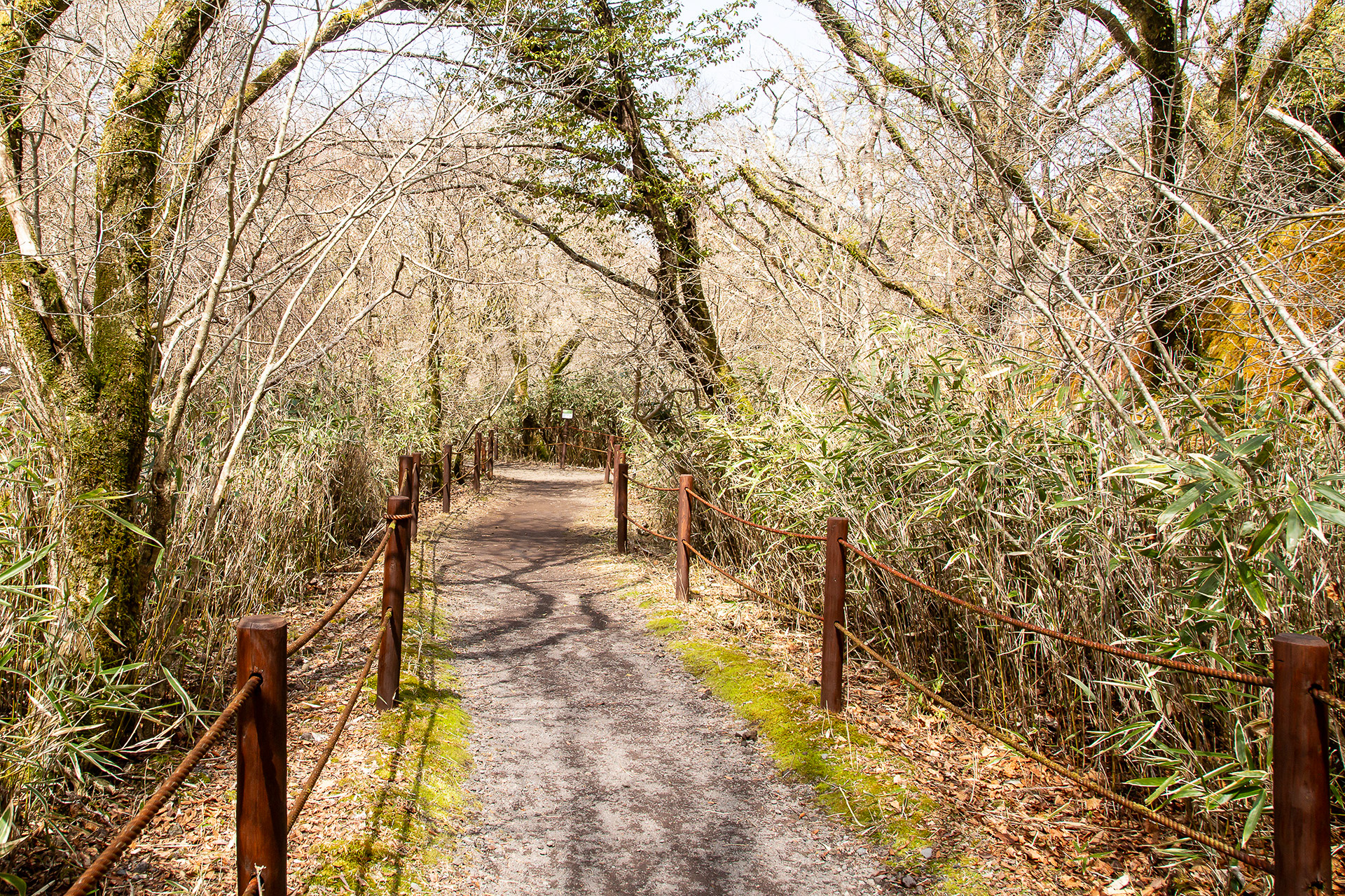 若干の起伏や天候によってはぬかるみがあるのでスニーカーやアウトドア系の靴が必要