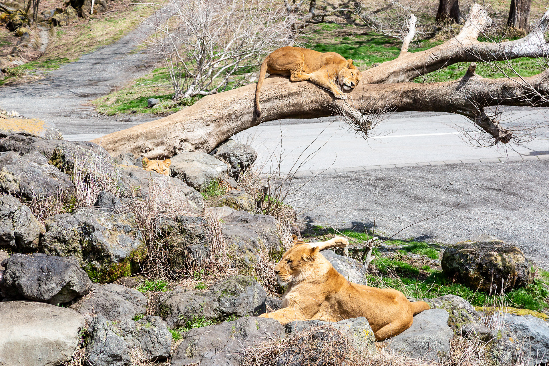 ライオンの観察ポイントから