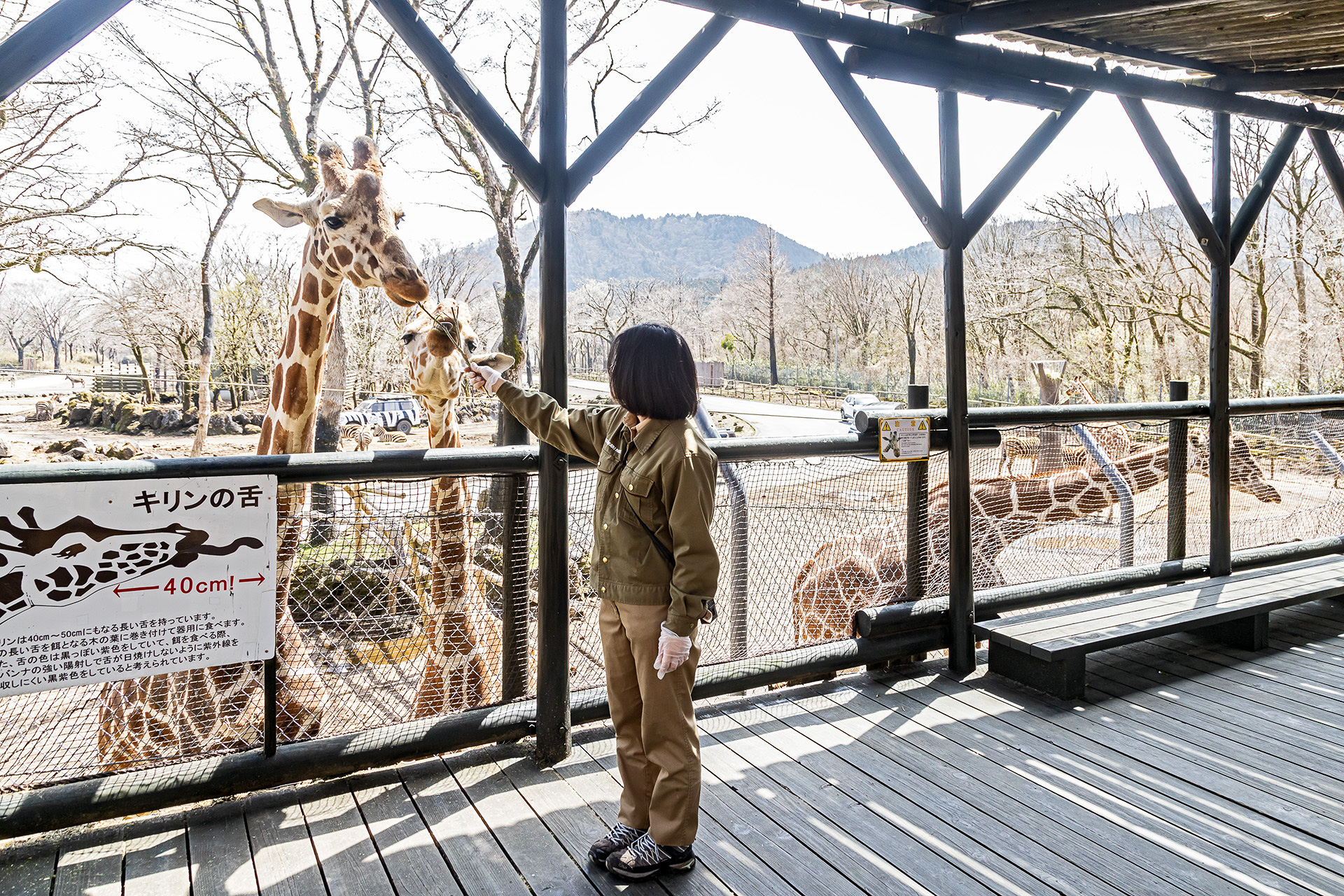 キリンの観察ポイント