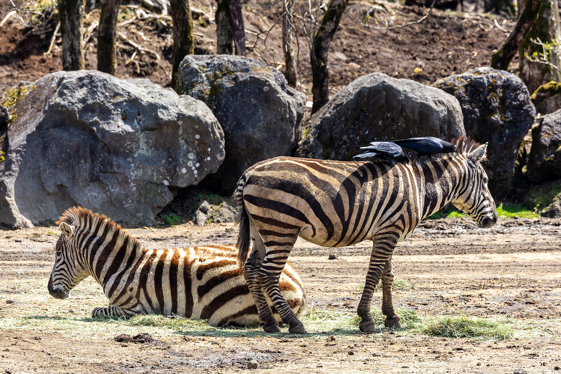 キリンの観察ポイントからはシマウマの姿も