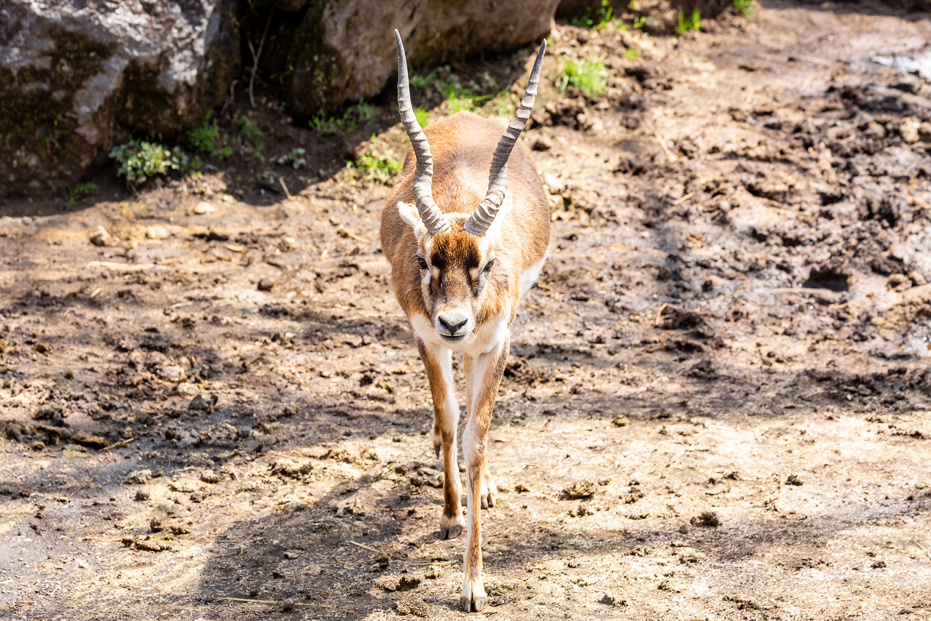 らせん状の角が特徴的なブラックバック
