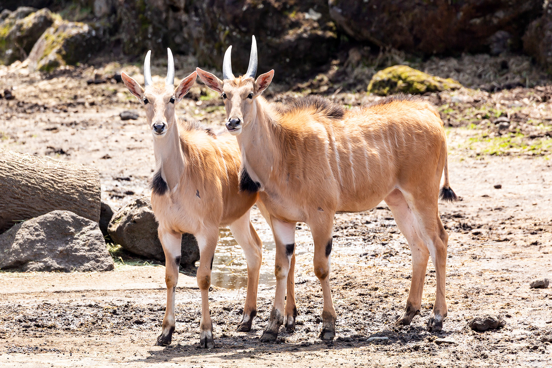 アフリカに生息するエランド