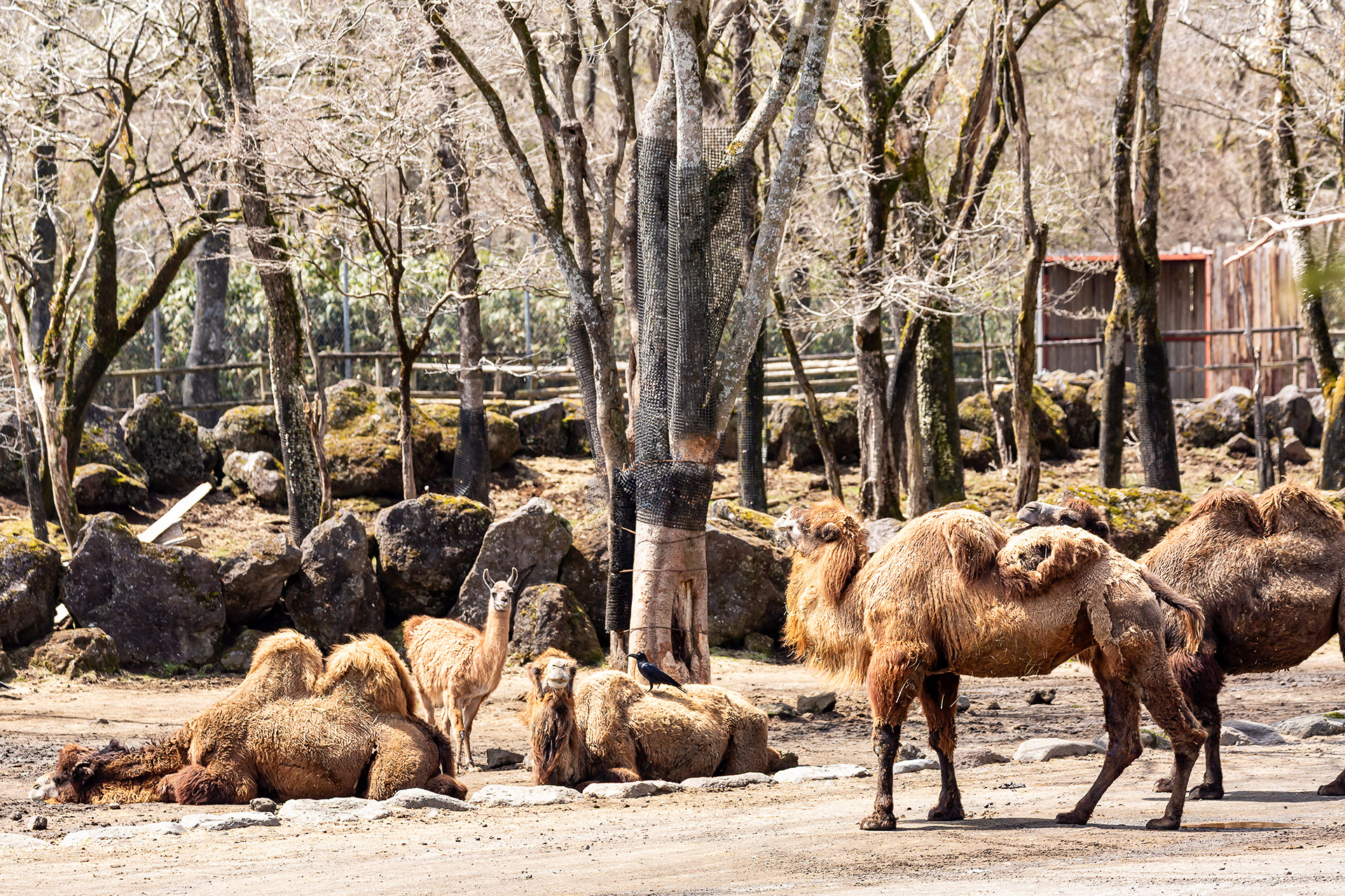 フタコブラクダとラマ
