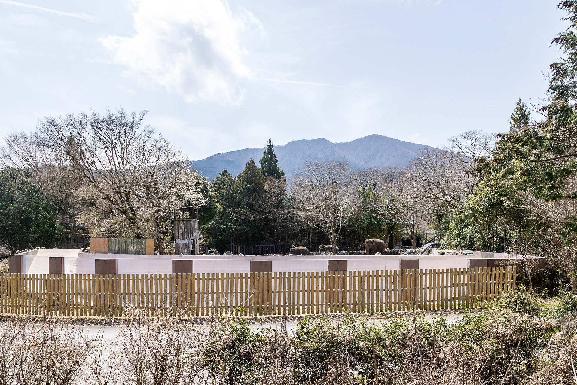 ゾウのエリアは少し遠め。夏場は手前の白い部分がプールになりそこを泳ぐ姿を見ることができる。その際は手前の策も撤去されるという