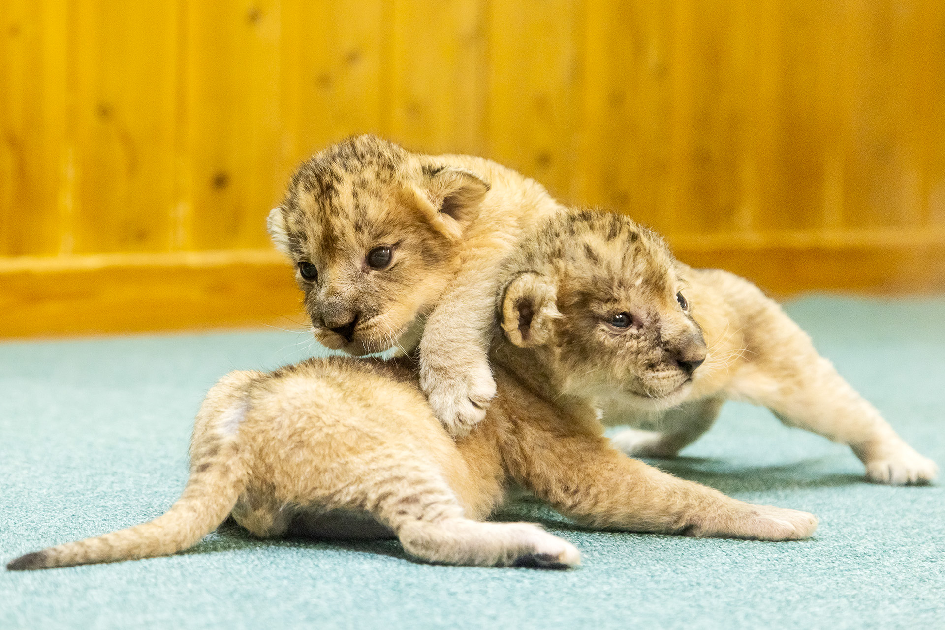 ライオンの赤ちゃんを見ることができる特別展示を実施。そのかわいらしさは必見