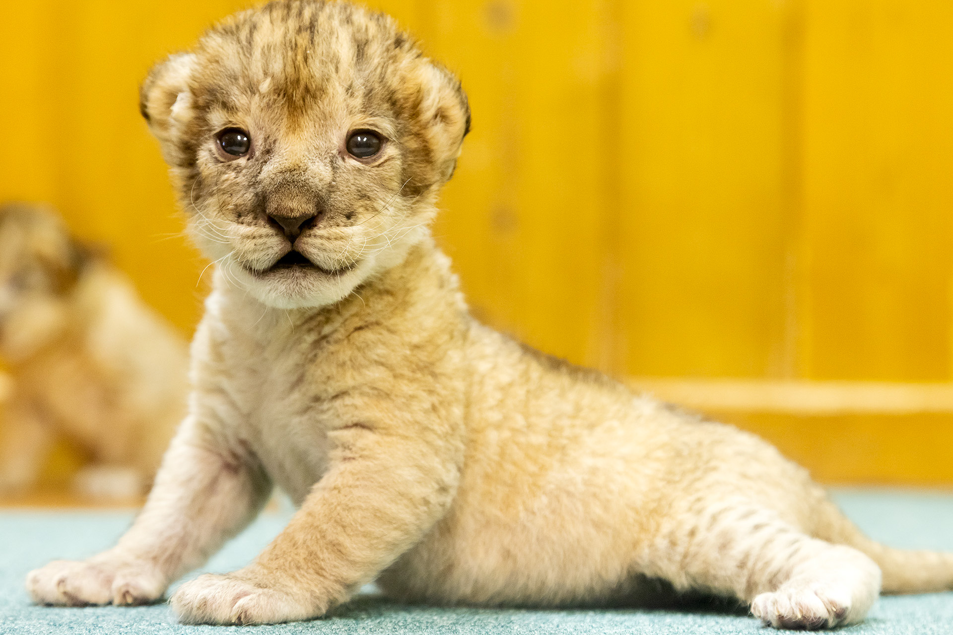 ライオンの赤ちゃんを見ることができる特別展示を実施。そのかわいらしさは必見