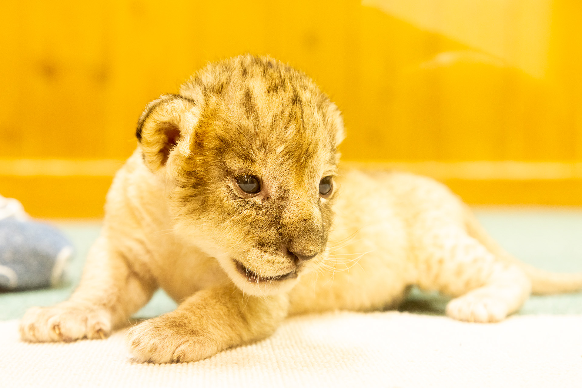 ライオンの赤ちゃんを見ることができる特別展示を実施。そのかわいらしさは必見
