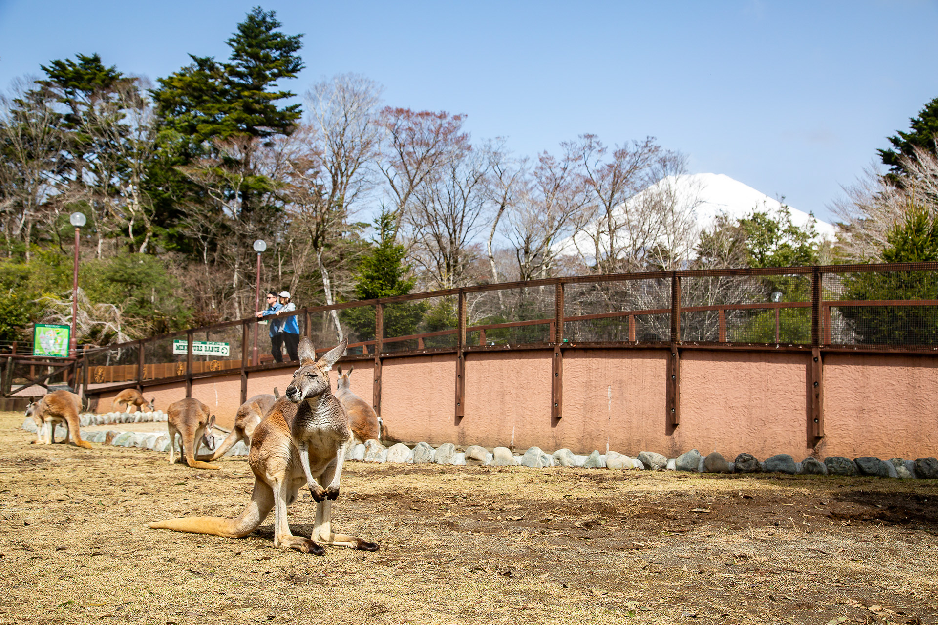 アカカンガルーのエリア
