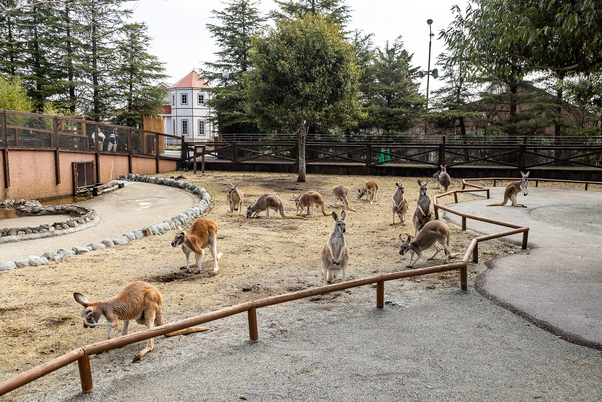 通路も気にせず跳ねていくアカカンガルー