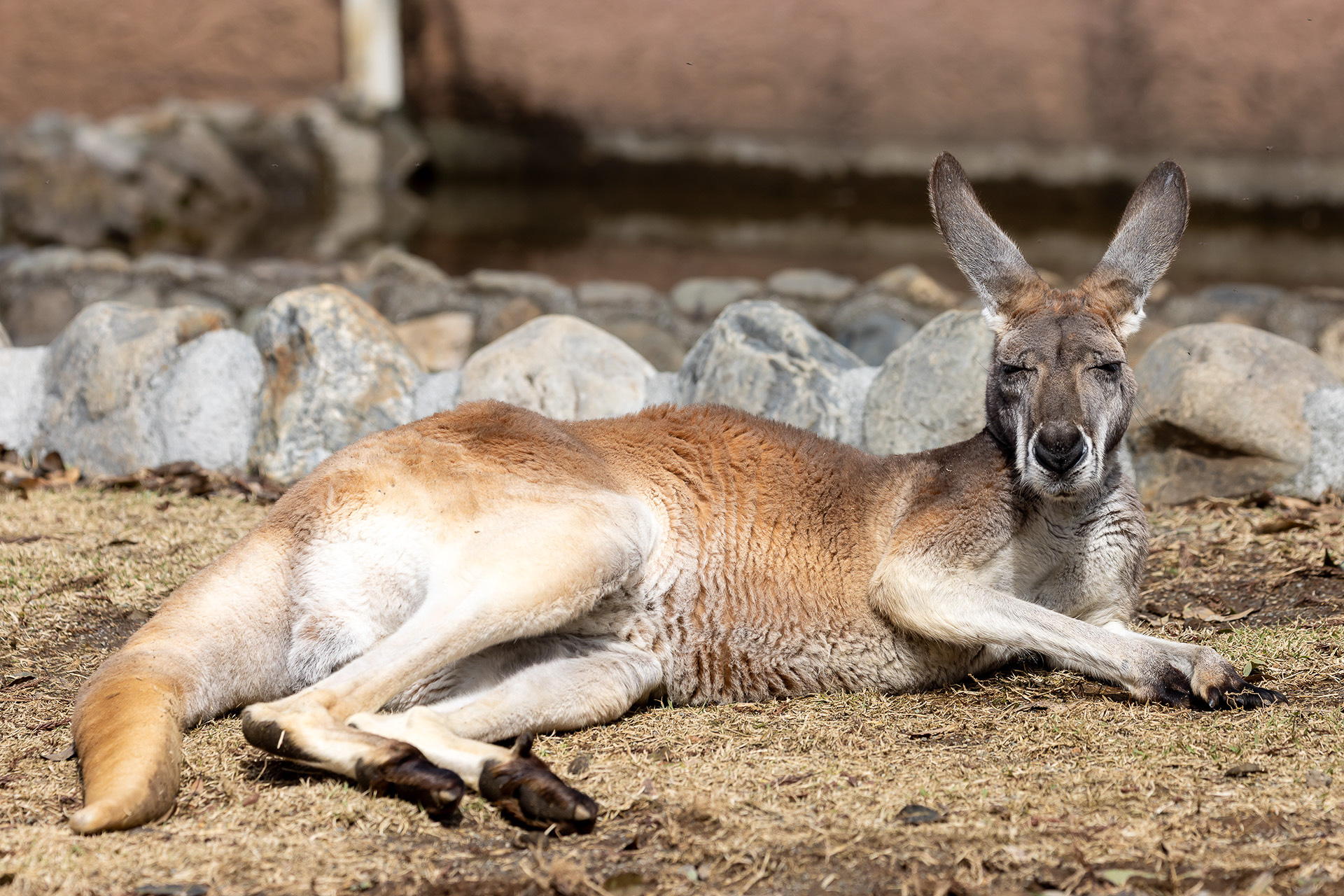 この春に生まれた子供がいるとのことで初夏ぐらいには母親の袋に入っている子供の姿を見ることができるかも