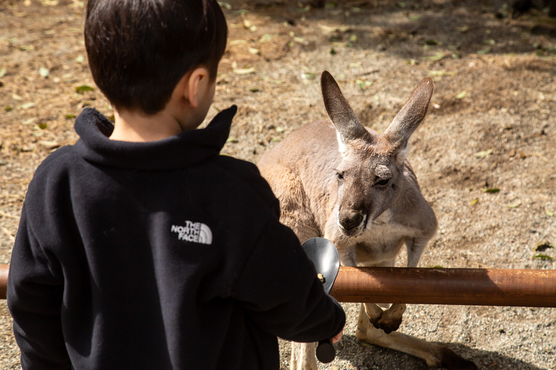 アカカンガルーにはエサをあげることができる
