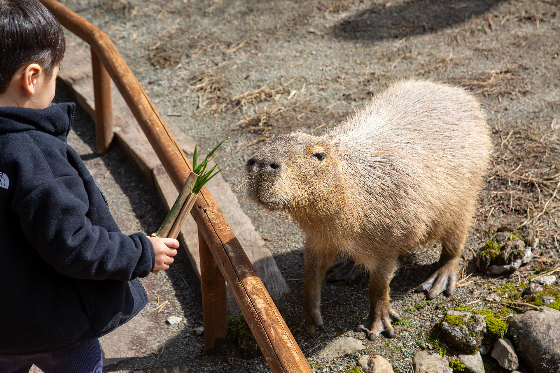 こちらもエサあげが可能