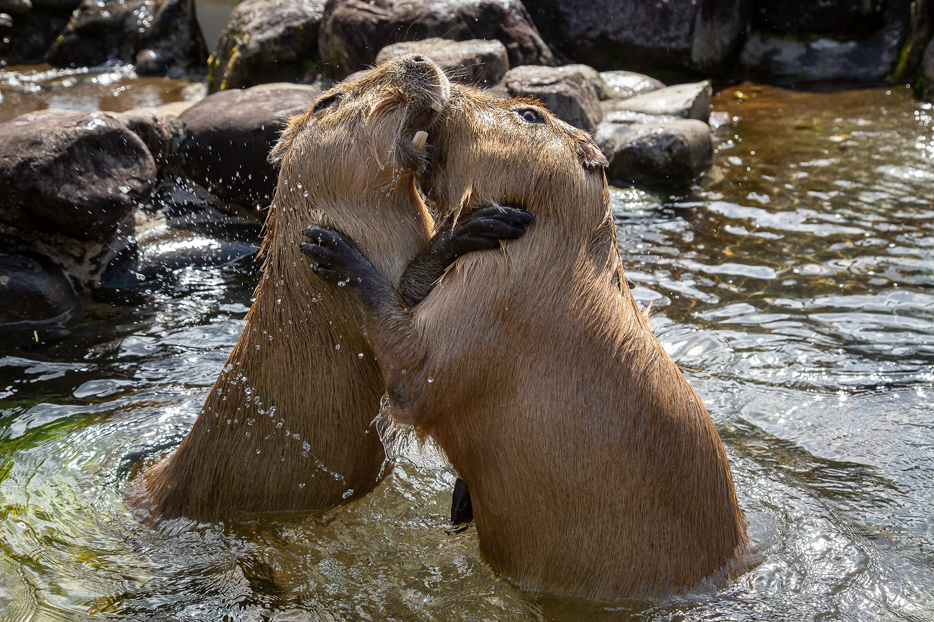 水場が好きなようだ