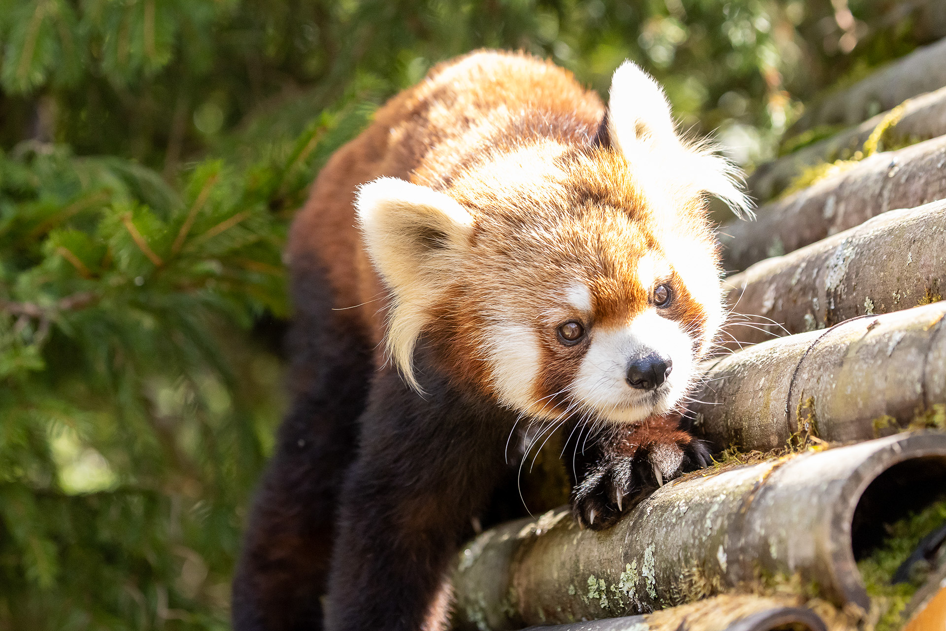 あざといという言葉がぴったりのレッサーパンダ。かわい過ぎる