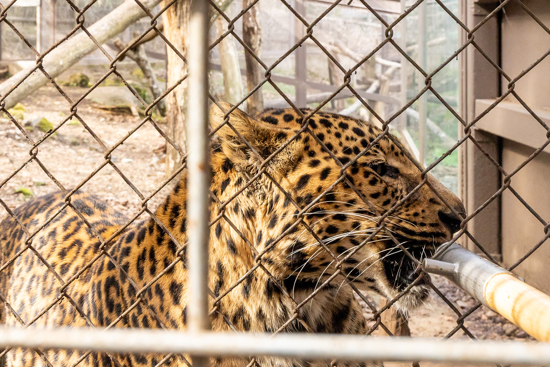 ヒョウの目の前で見ることができるエサあげ体験