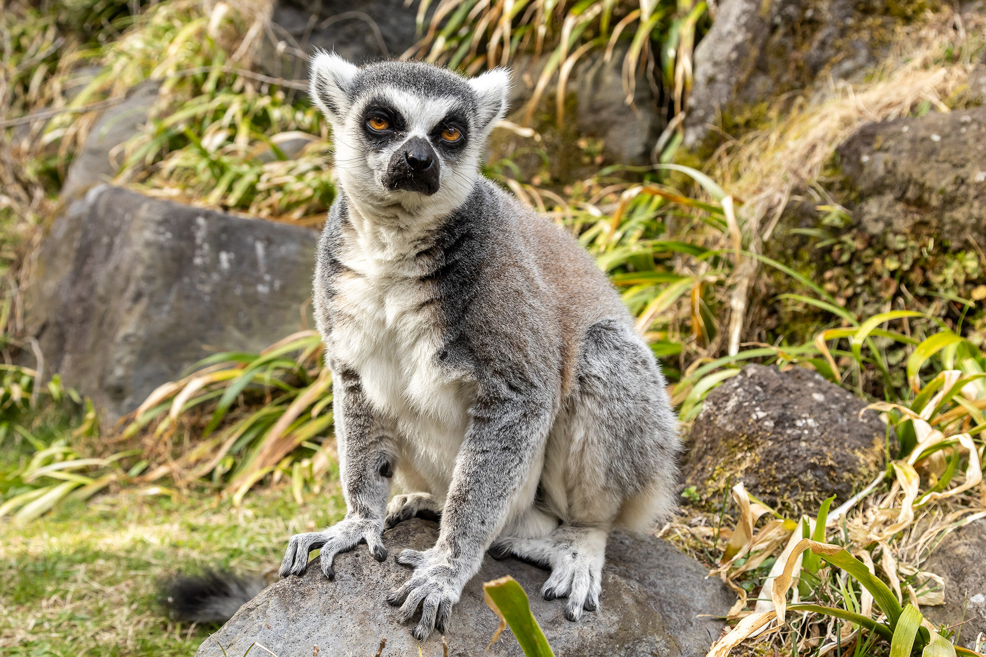 ワオキツネザルにはバナナをあげることができる