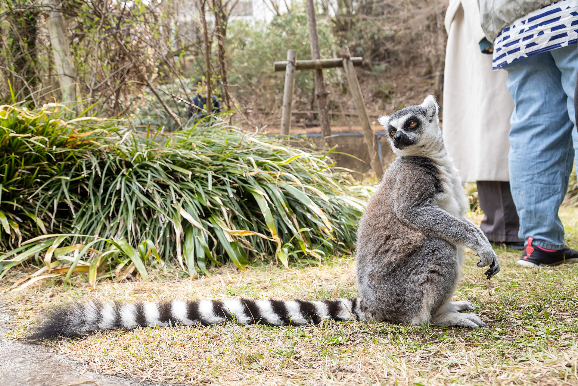 時には背中に乗ってくるほど人懐っこい。名前の由来ともいえるしっぽのリング状模様がキレイ