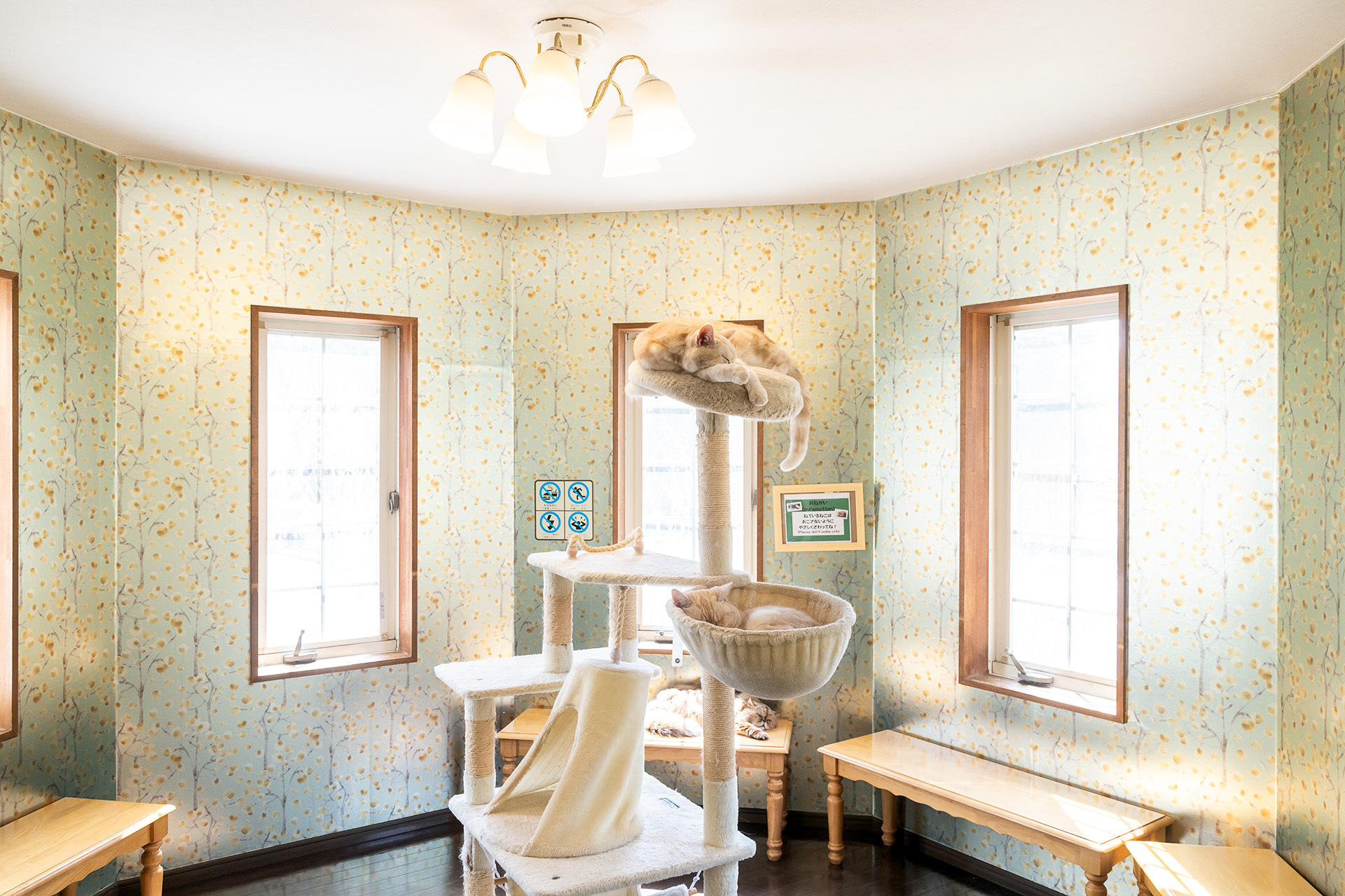 ネコの館。室内にはあちこちにベッドが設けられ猫たちがくつろいで（寝て）いる