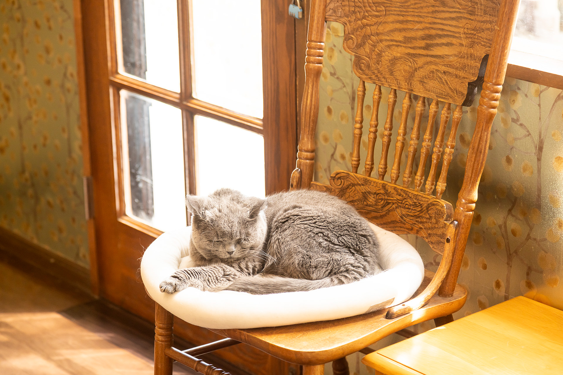 ネコの館には20頭20種ほどが暮らしている。活発な姿を見たいなら午前中または夕方がオススメとか