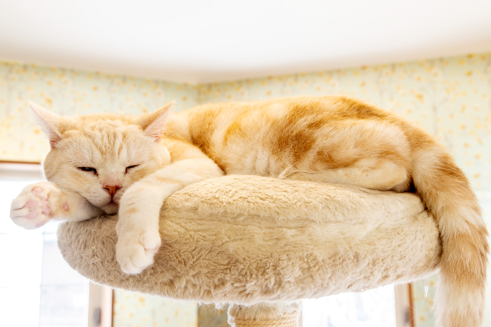 ネコの館には20頭20種ほどが暮らしている。活発な姿を見たいなら午前中または夕方がオススメとか