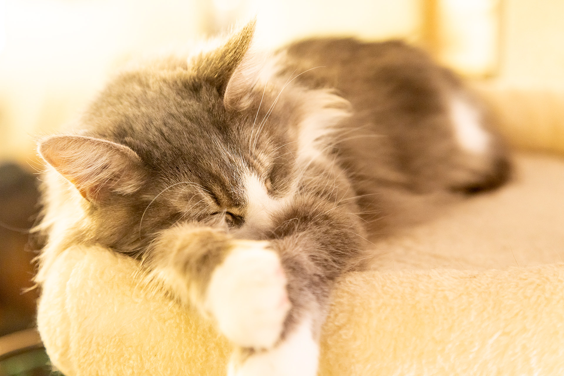 ネコの館には20頭20種ほどが暮らしている。活発な姿を見たいなら午前中または夕方がオススメとか