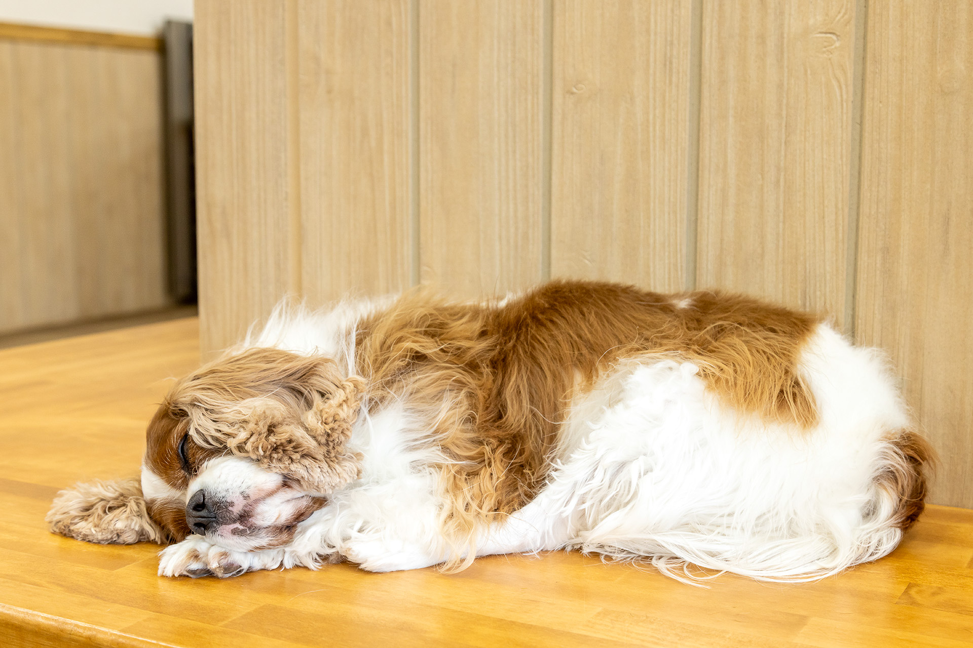 イヌの館。こちらは7種ほどと触れ合うことができる