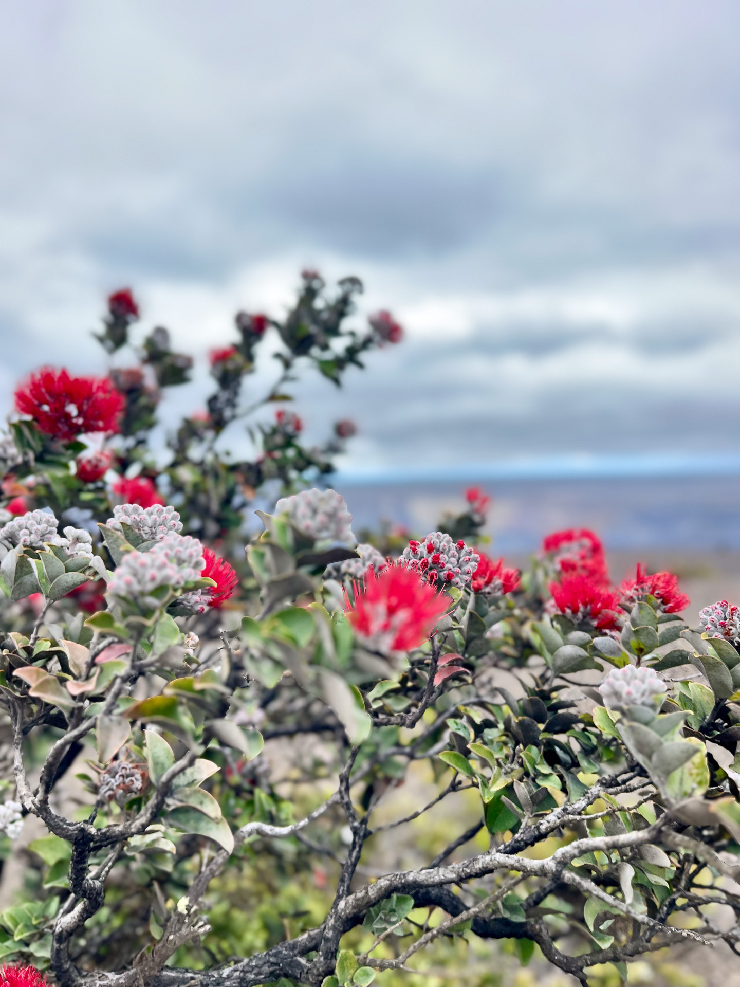 溶岩台地に力強く咲くハワイ固有種オヒアレフア。この花にまつわる神話も有名