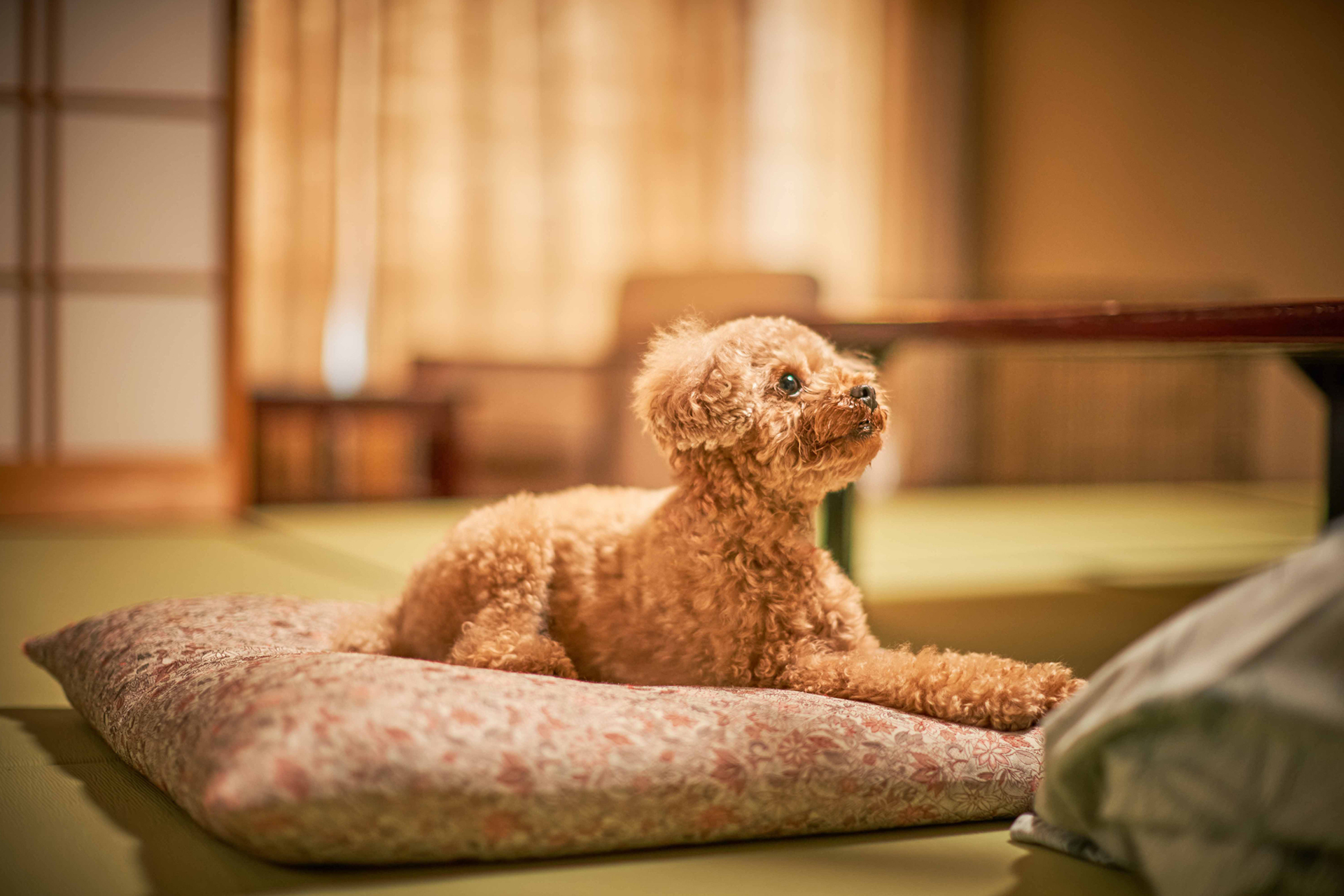 客室は和室・洋室から選べる