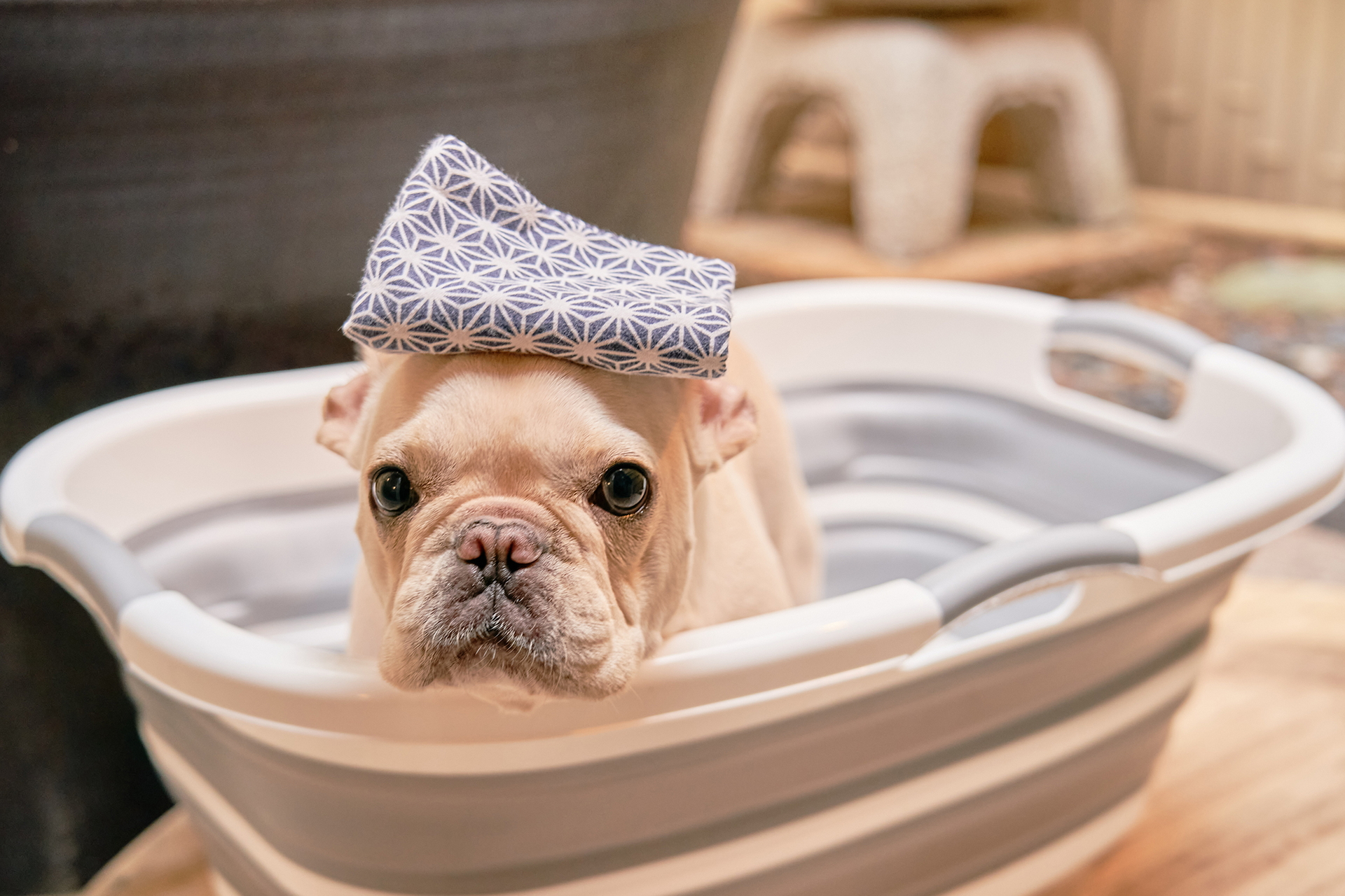 貸切風呂も愛犬同伴OK