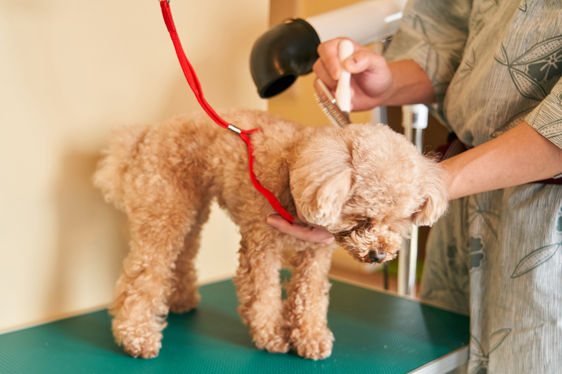 約180m<span class="em sup">2</span>の屋内ドッグランやセルフグルーミングコーナーなどを新設