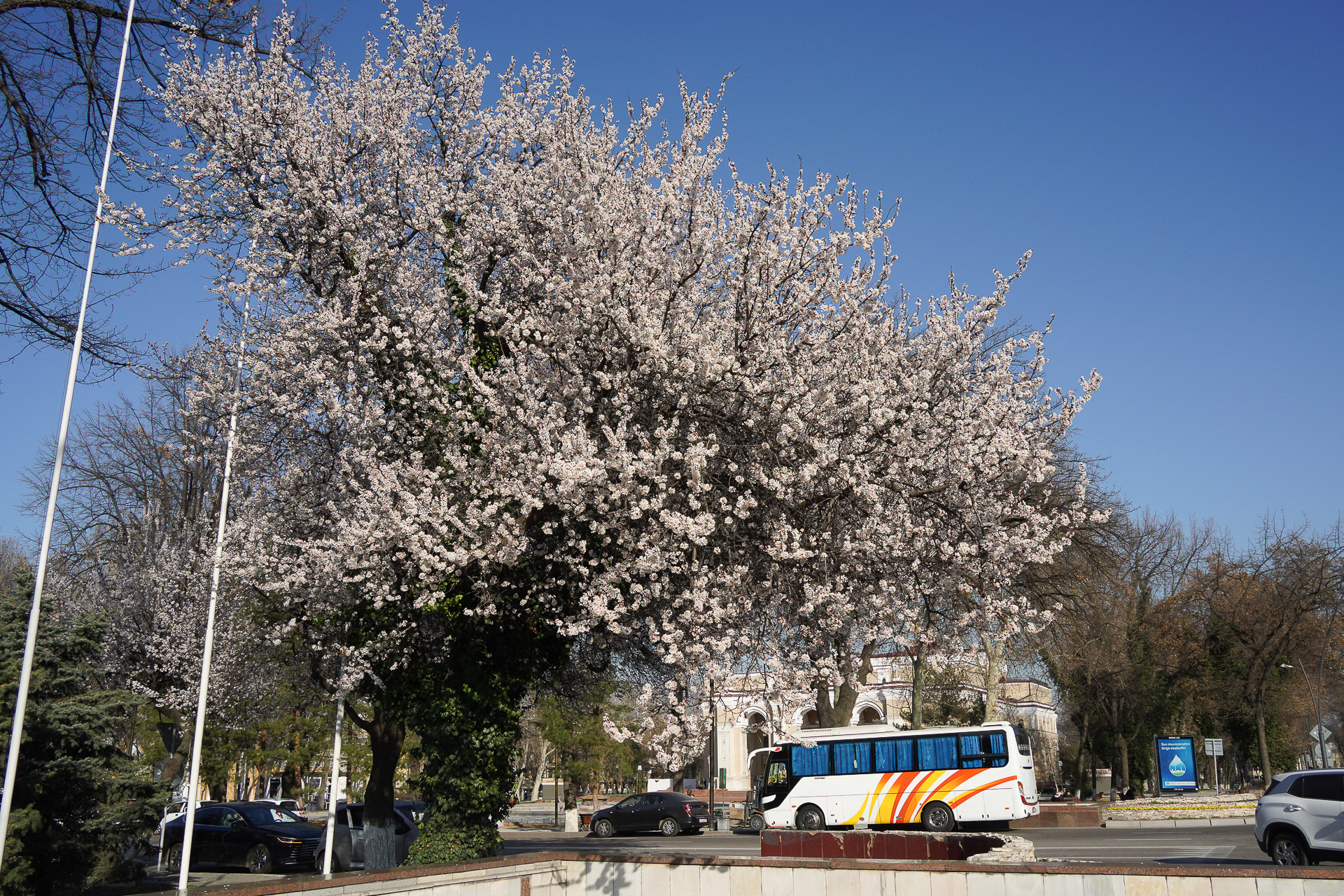 なんと桜が満開!?かと思ったが、サクランボの木とのこと。各所で見かけた