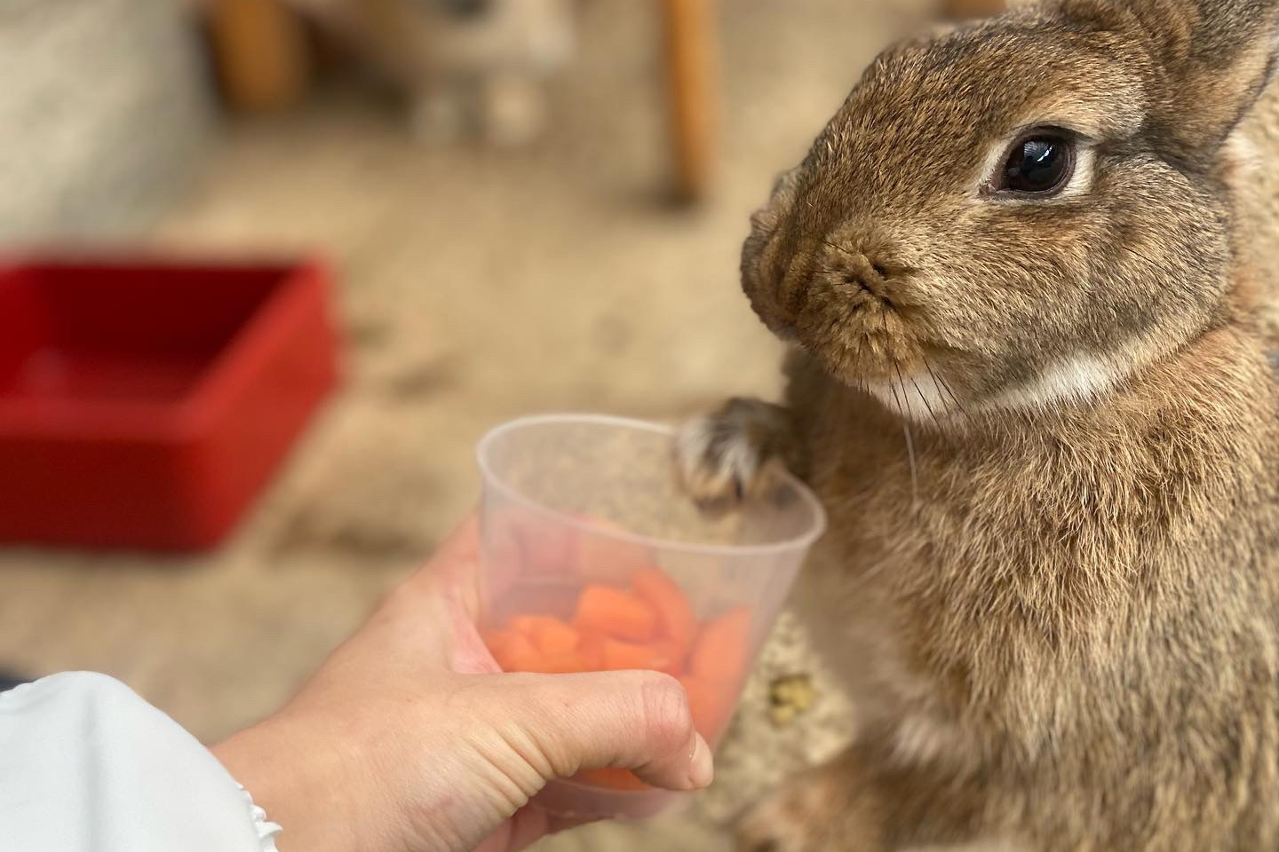 加賀の月うさぎ伝説をモチーフにしたふれあい体験パーク「月うさぎの里」。50匹以上のうさぎを飼育しており、観察したり触れ合ったり、2000点以上のうさぎグッズが揃うショップで買い物も楽しめる