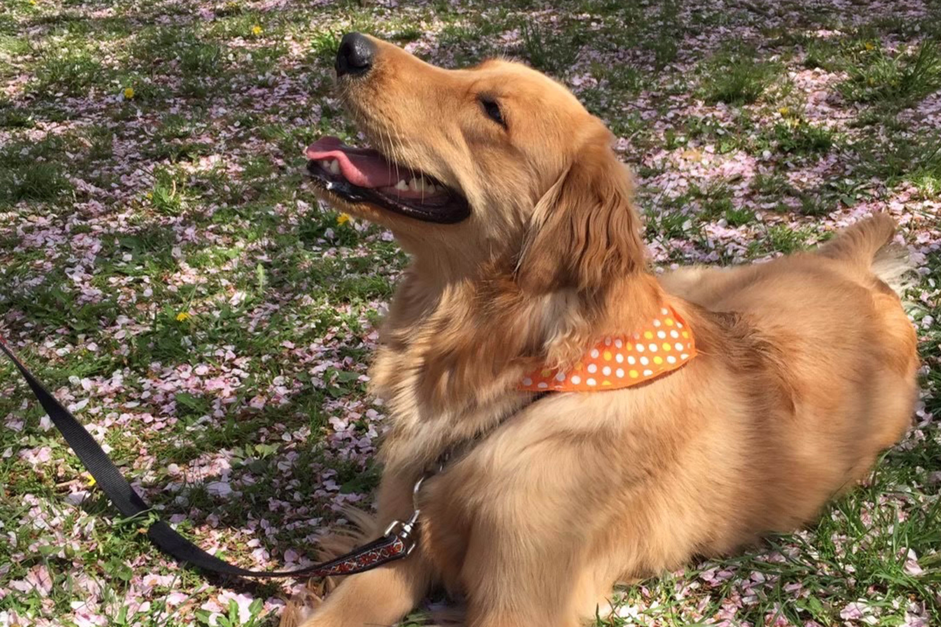 愛犬と泊まれるドッグラン付き2タイプも用意