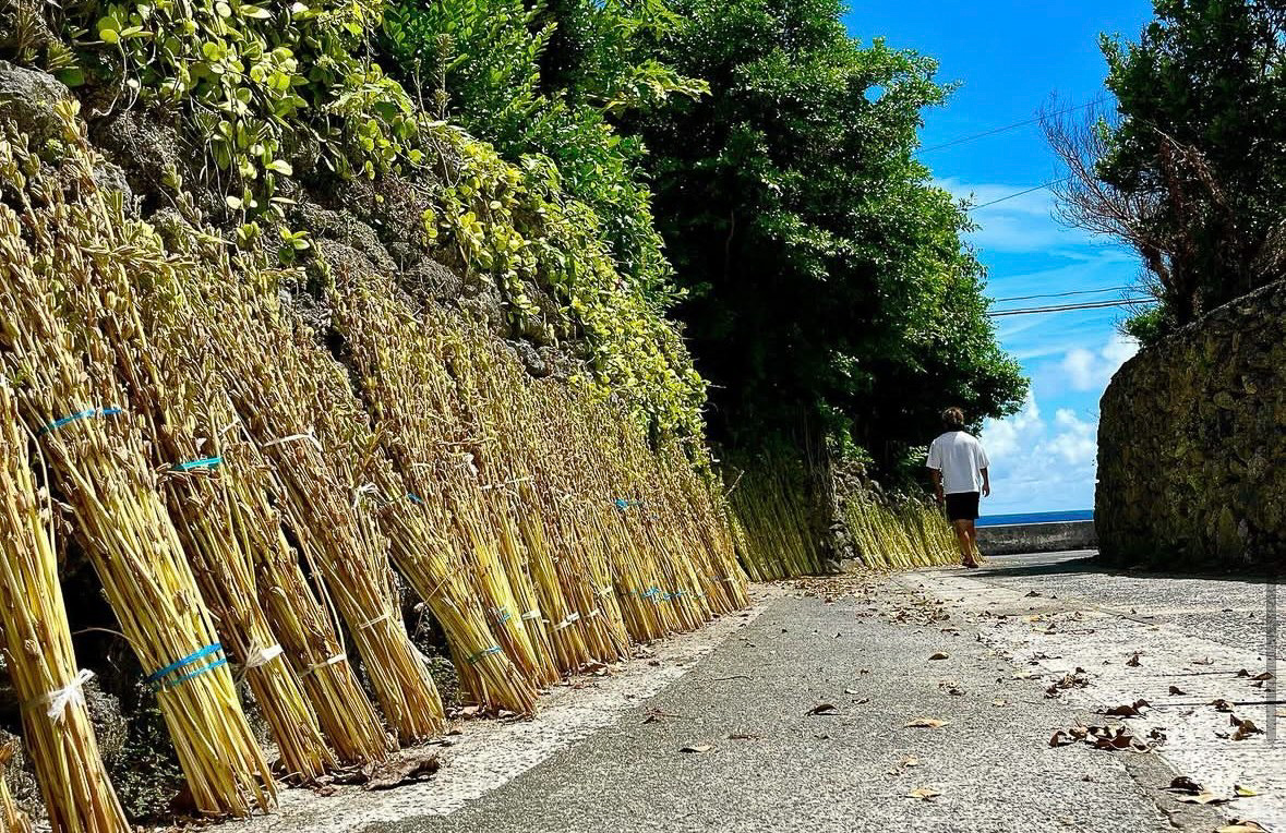 喜界島には7月下旬から9月上旬に収穫されたゴマ穂が並ぶ「セサミストリート」が出現します！