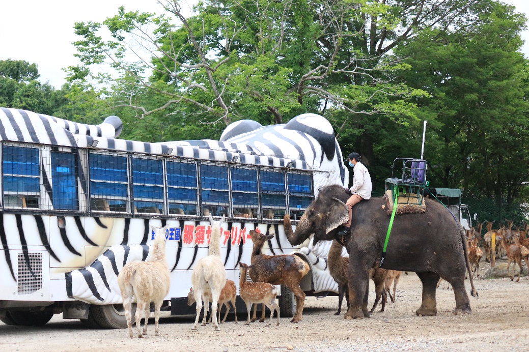 サファリカーやライオンバスなど乗って動物たちを間近に見られる