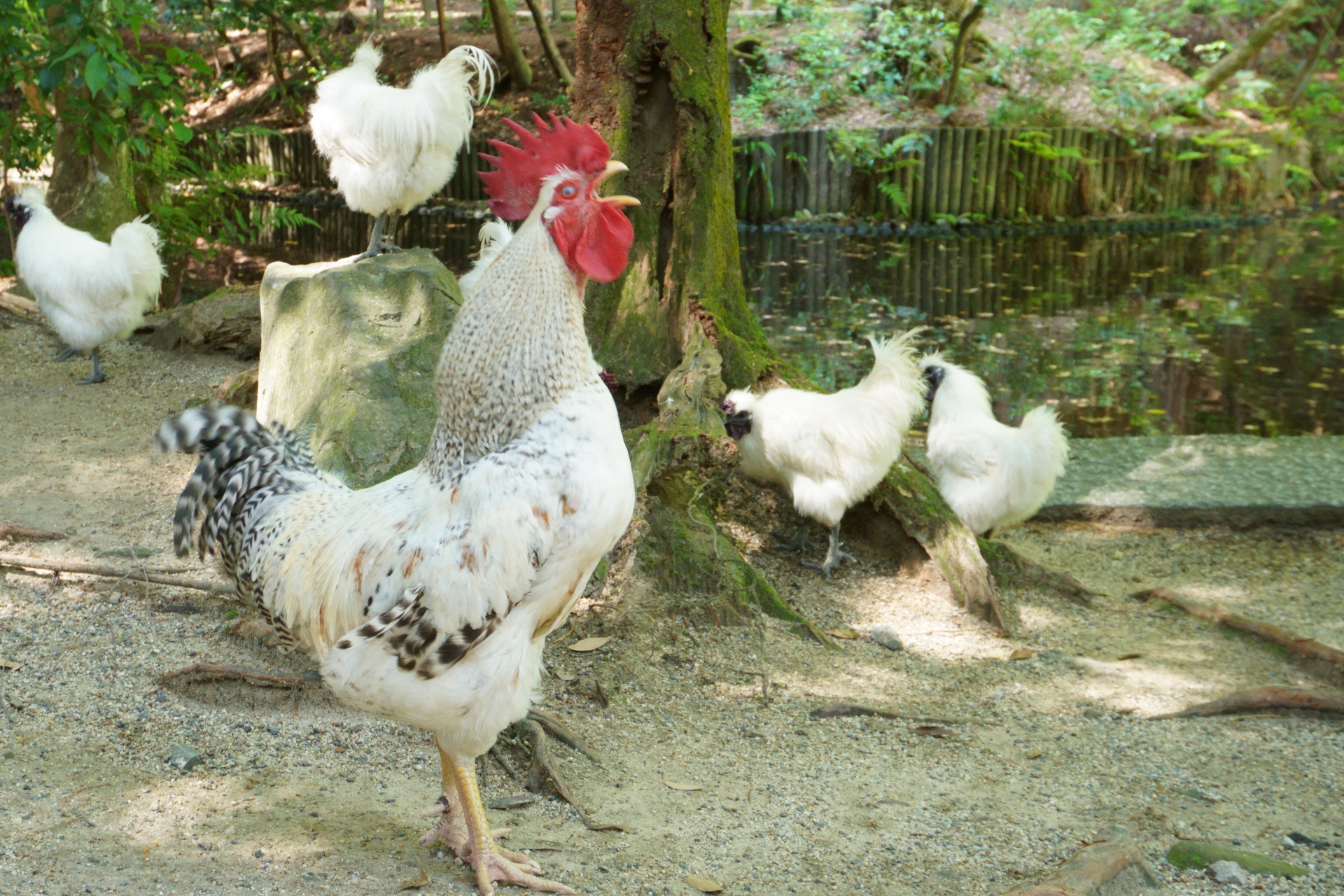 スタート地点の石上神宮