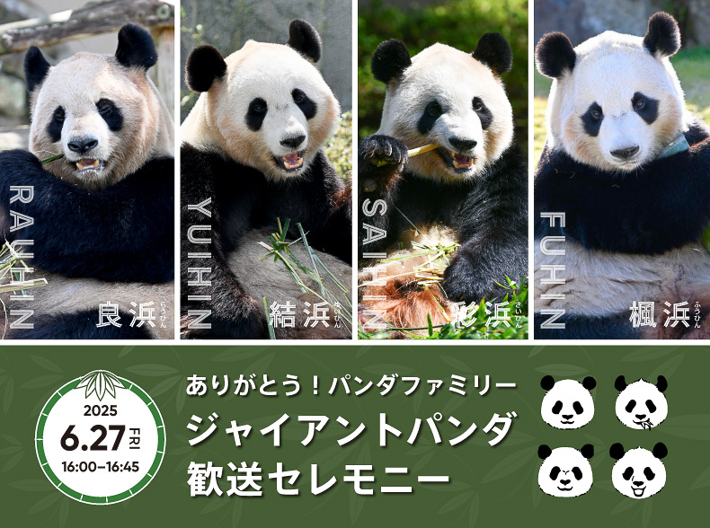 アドベンチャーワールドがジャイアントパンダの歓送セレモニーを実施