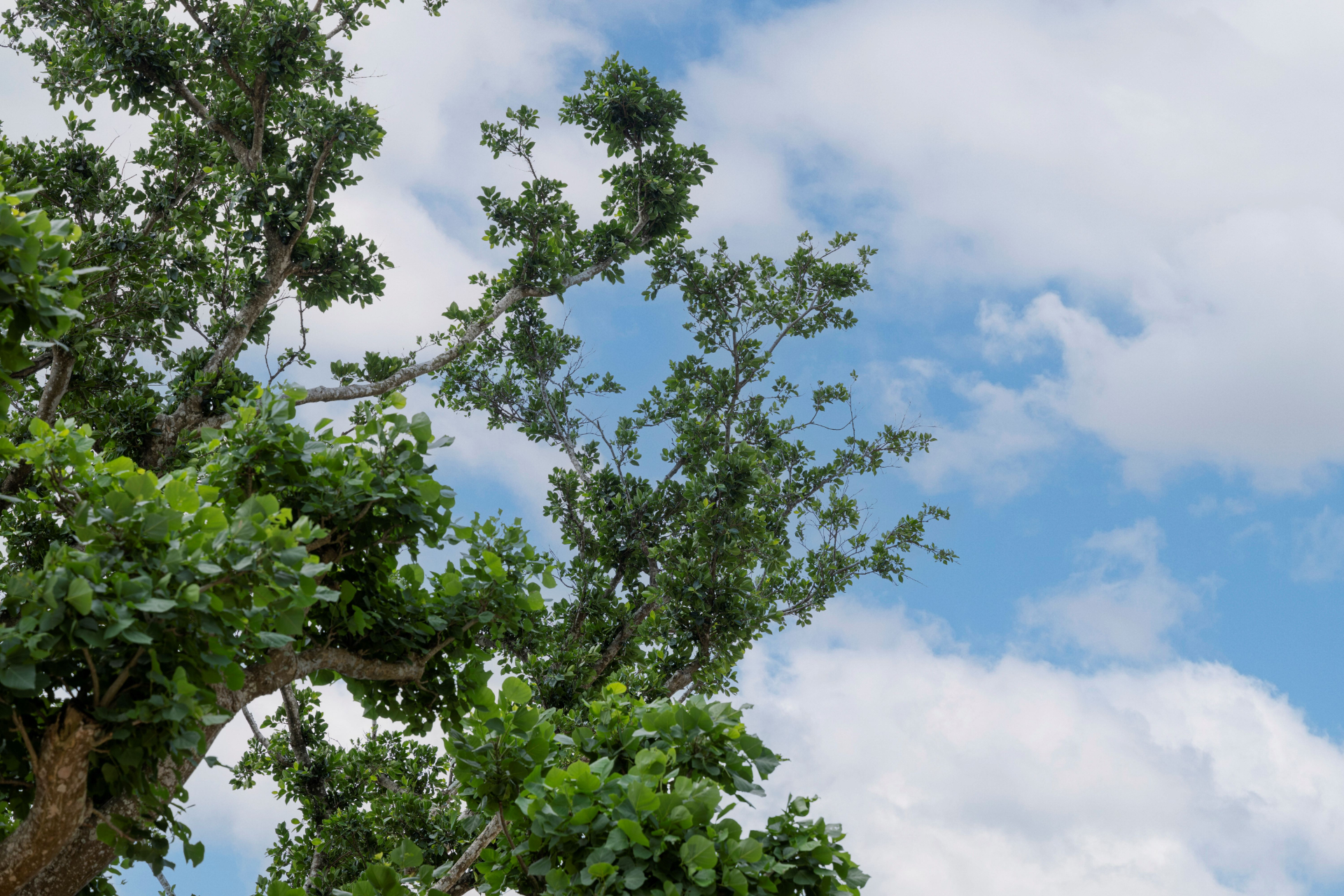 沖縄県内の木々を結集して創られたパークのシンボル「ジャングリア ツリー」