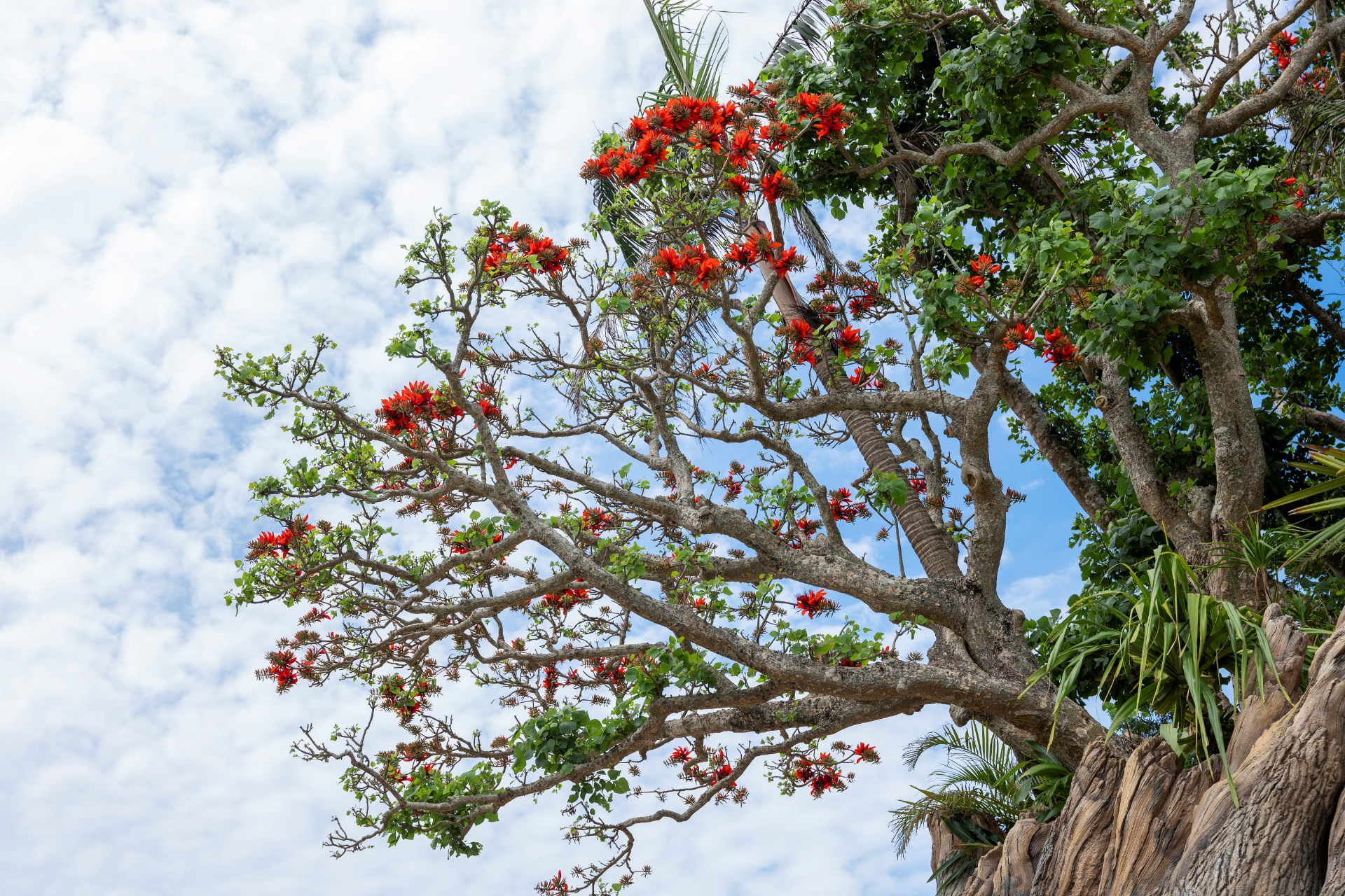 沖縄県内の木々を結集して創られたパークのシンボル「ジャングリア ツリー」
