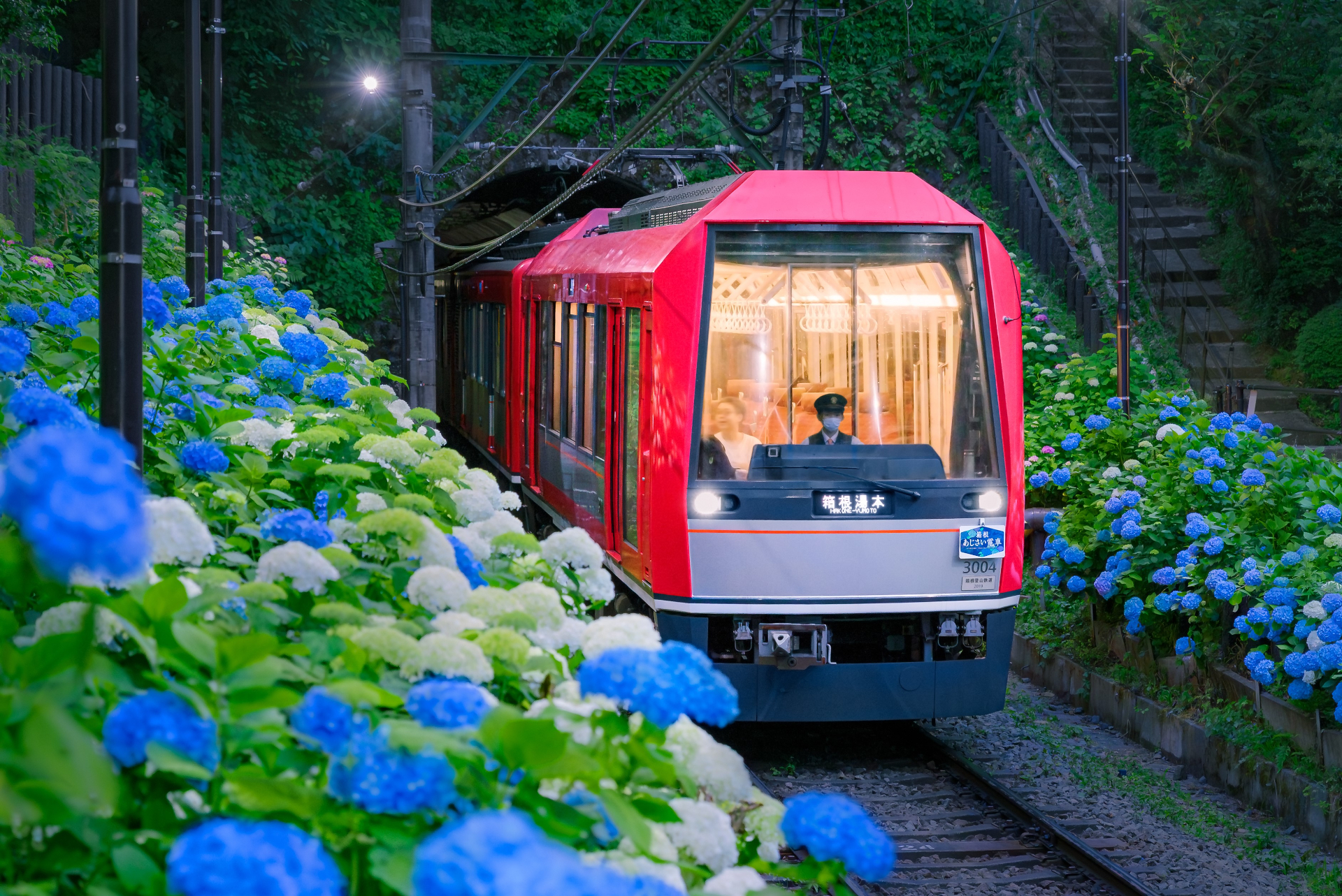 初夏の箱根登山電車で今年も「夜のあじさい号」運行