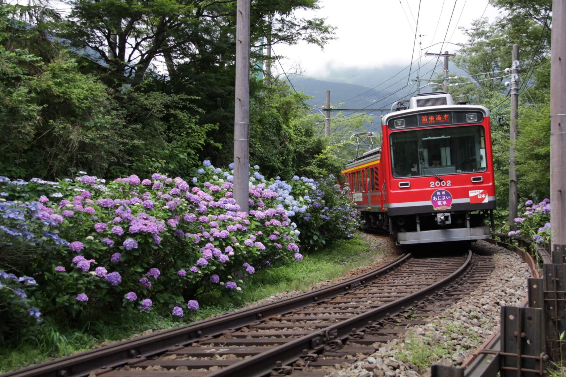 例年初夏に見頃を迎える線路沿いのあじさい。車窓に触れるほど間近に約7000株が咲き誇る