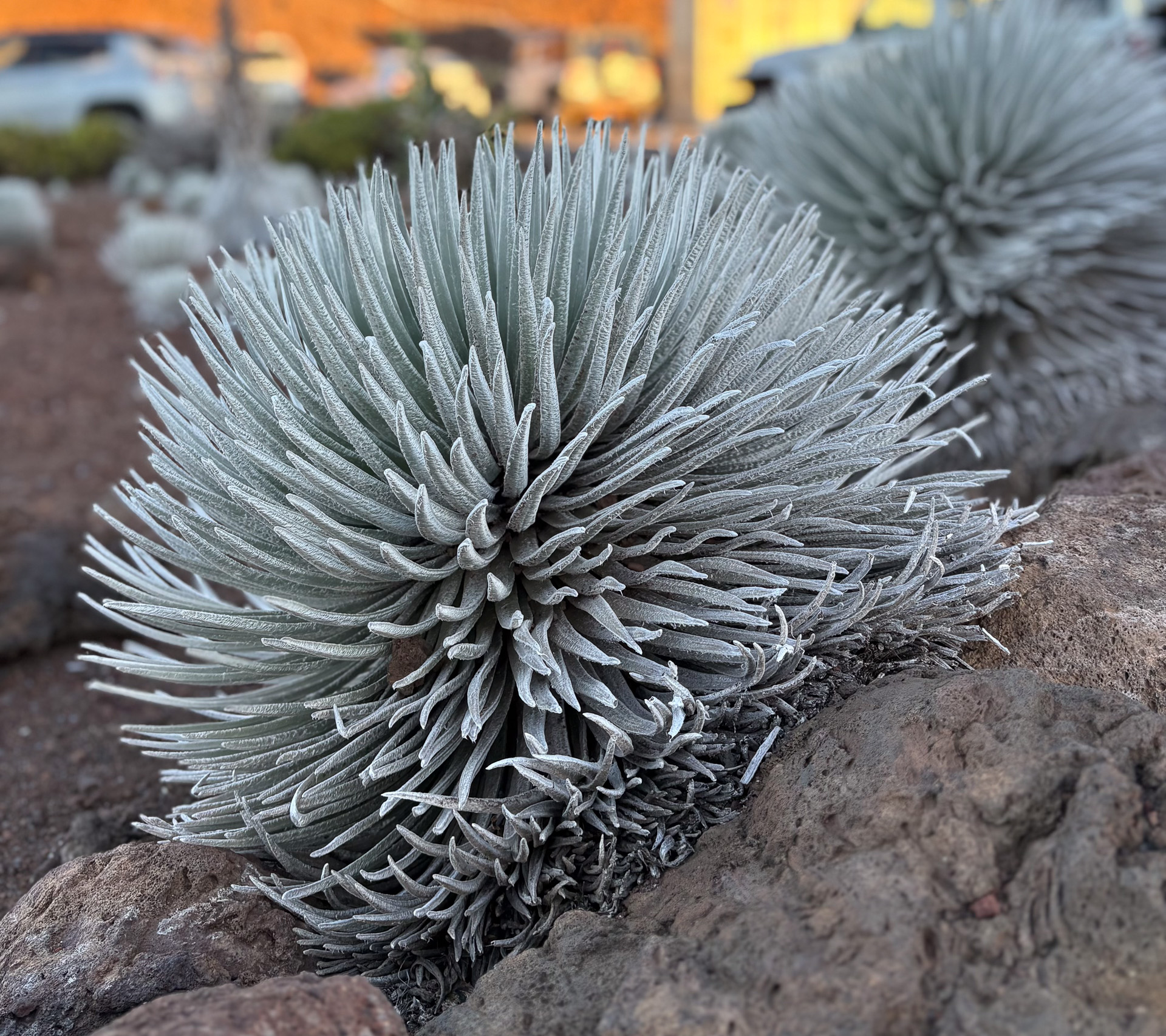 高度が上がり森林限界になると景色がガラリと変わる
