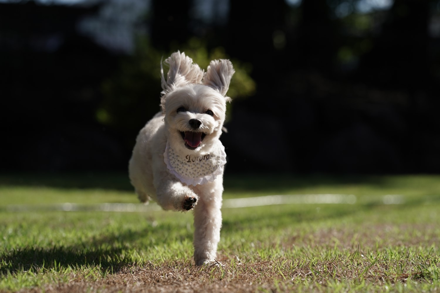 共用の半屋外ドッグラン