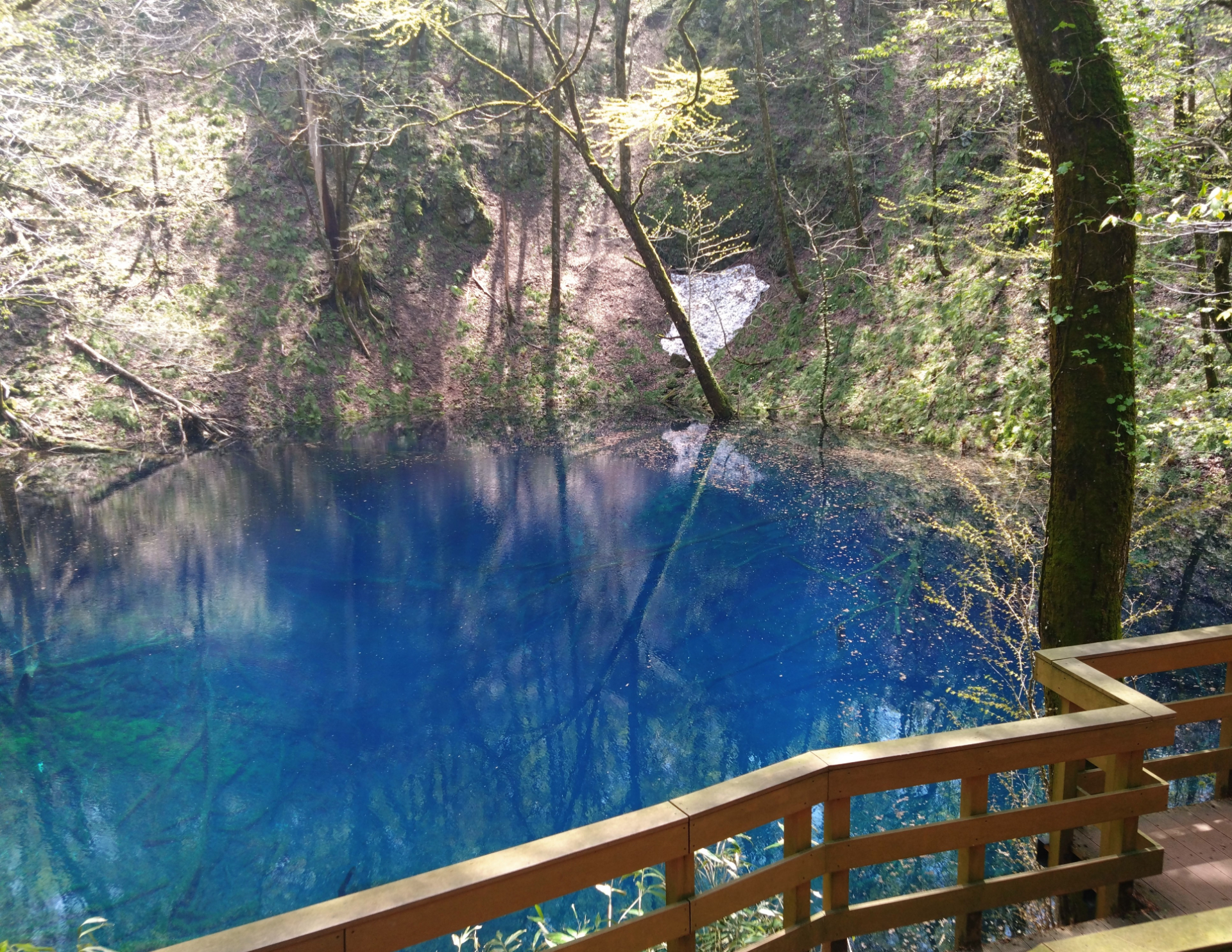 3位は青森県・秋田県「白神山地」