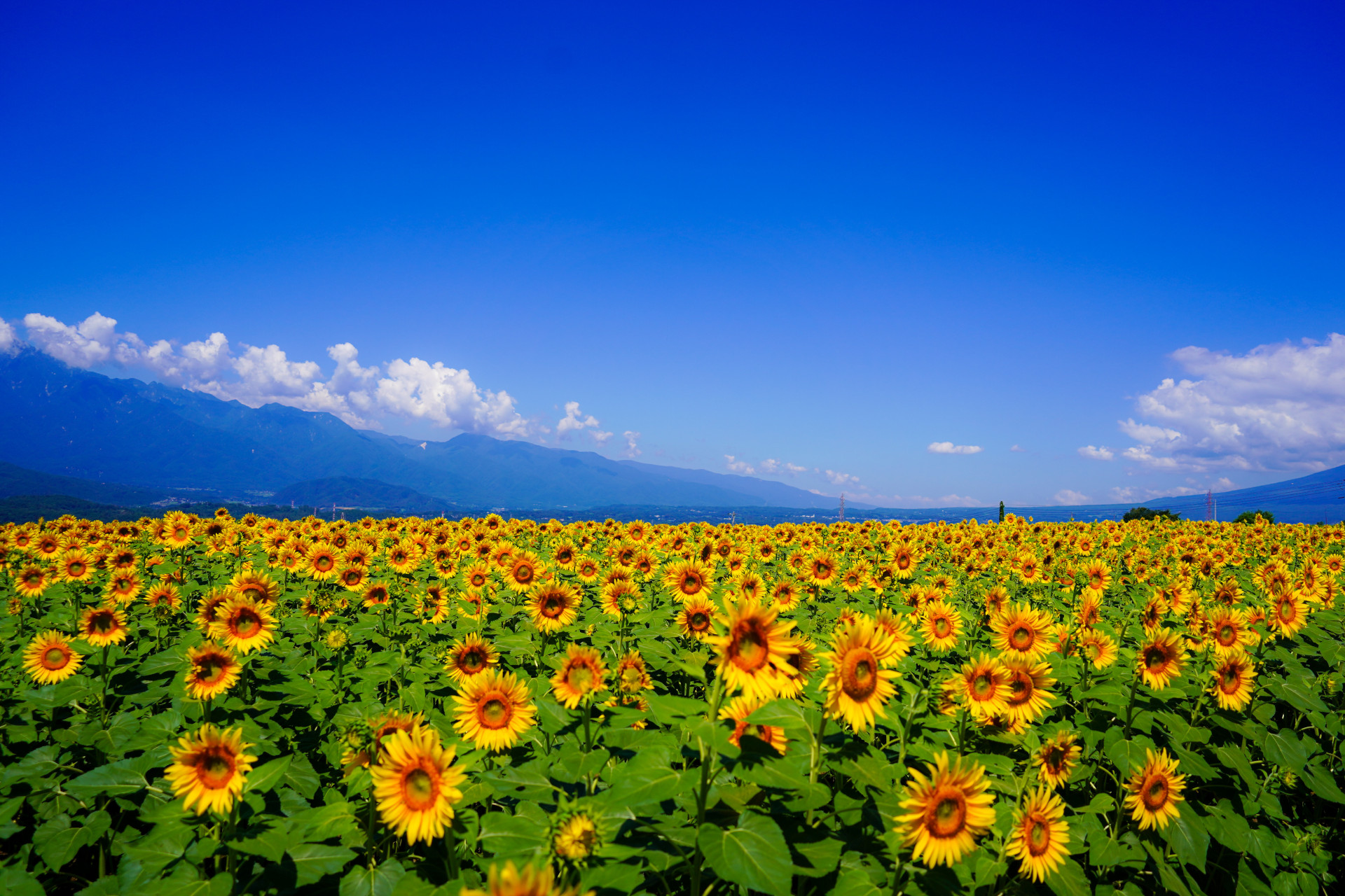 過去の作業の様子