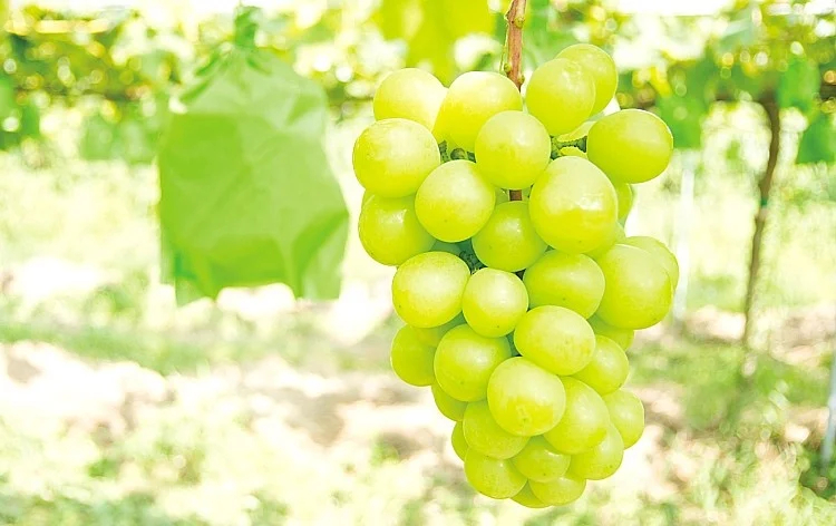 シャインマスカット