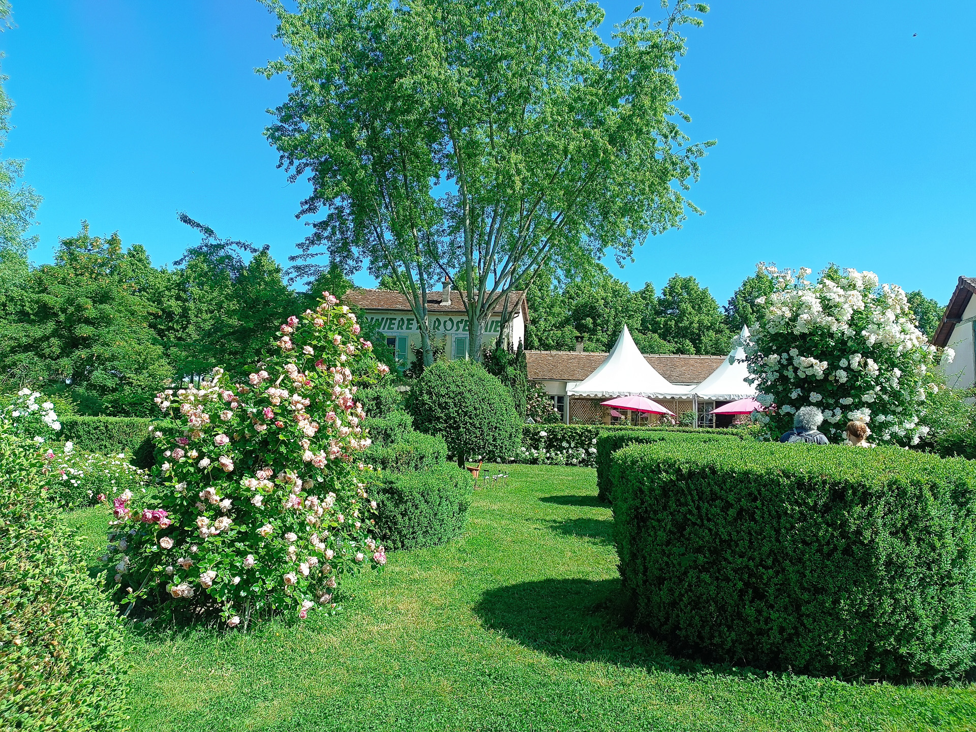 プロヴァンのバラ園